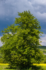 Spring countryside view with linden tree, rapeseed yellow blooming fields, village, hills. Natural seasonal, good weather, climate, eco, farming, countryside beauty concept.