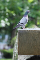 Pigeon in the park fountain