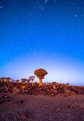 Sternenhimmel über Köcherbaumwald in Namibia
