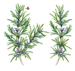 Foto op Plexiglas botanic realistic watercolor hand made illustration of rosemary (Rosmarinus officinalis) with a branch with leaves and flowers isolated on white  © marina
