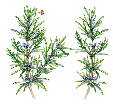 botanic realistic watercolor hand made illustration of rosemary (Rosmarinus officinalis) with a branch with leaves and flowers isolated on white 
