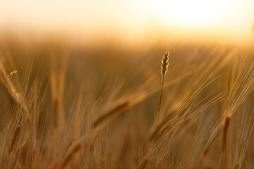 many spikelets of wheat one stands out for being in sharp focus. blurred background