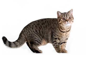 Brown tabby british cat looking curious on white background
