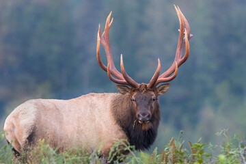 Roosevelt Elk