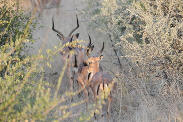 antilopes dans le bush namibie