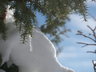 snow covered trees, the tree is a juniper with a little icicle in the sun on the hills of the swabian alb in january 2021, the first snow in this new year