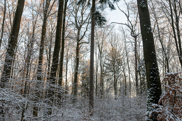 Odenwald - Wintertag