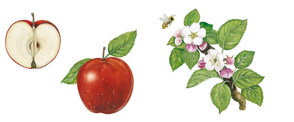 a realistic illustration of an apple fruit (malus domestica) and cut apple, a branch with leaves and flowers and a bee. On white background, watercolor, handmade