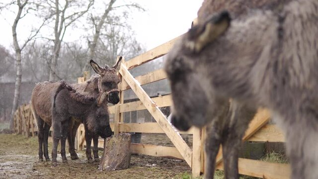 Two donkeys at farm with refocus to young foal with snowfall in winter - 4K