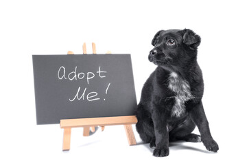 black puppy next to a chalk board with an inscription  adopt me