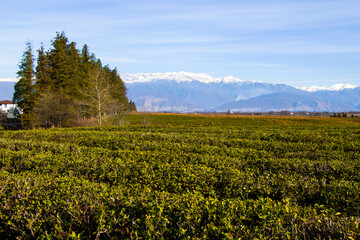 Fototapeta na wymiar Tea plantations, tea tree field