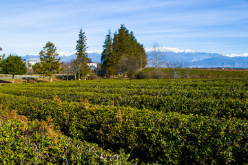 Tea plantations, tea tree field