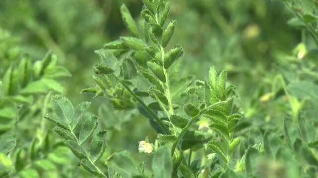 chickpea plants during flowering in the field