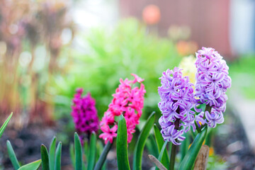 Obraz premium flowerbed with colorful hyacinths, traditional Easter flowers, beautiful spring flower background. spring mood