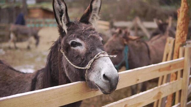 Domestic donkey stands lean on a fence at a corral in donkey farm