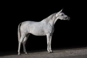 Body portrait of a beautiful white arabian horse on black background isolated, profile side view, exterior
