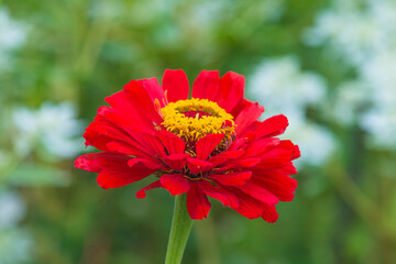 Close up for red zinnia blooming in the summer garden
