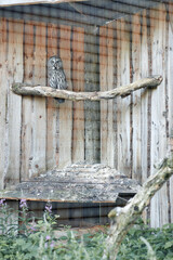 A bird sitting on top of a wooden fence
