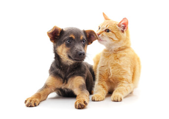 Red dog with a kitten.