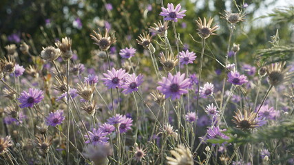 Blooming wild flowers