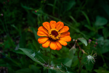 Orange flower in the garden