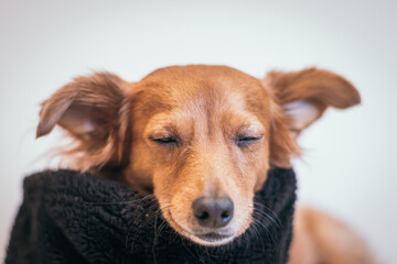 Beautiful brown dog wearing a scarf