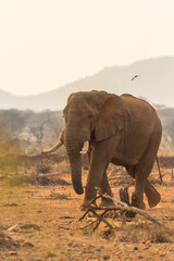 Fototapeta na wymiar african elephant in the wild approaching at sunset in Namibia, Africa