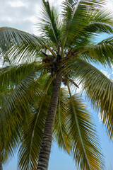 Fototapeta premium Punta Cana 