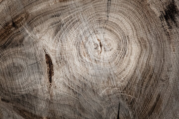Cut down the trunk of an old oak tree with traces of destruction.