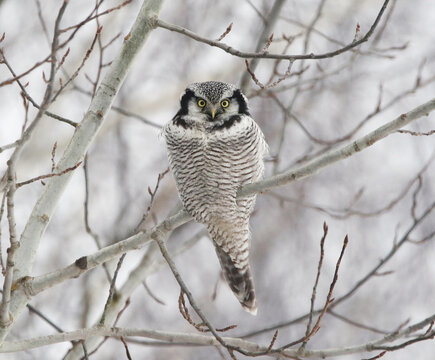 Northern Hawk Owl