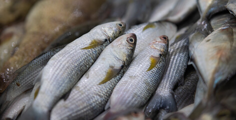 Fototapeta premium ROW FISH AND MIX OF FEW FISH LAYING DOWN