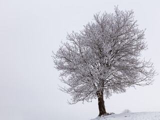 Winterwonderland - frozen Tree