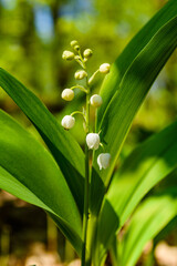 Fototapeta premium Lily of the valley (Convallaria majalis) in blossom