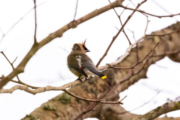 Portrait of small cedar waxwing bird sitting perched in tree branches