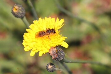 Biene sammelt Pollen auf gelber Blüte