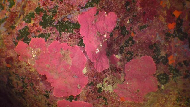 Lime red algae (Phymatolithon) on the wall of an underwater cave.