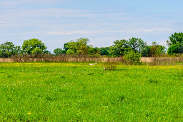 Grey heron (Ardea Cinerea) hunting on a medow