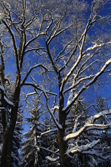 Snow covered forest in winter with big snowy trees in Gatchina park, Saint-Petersburg region, Russia
