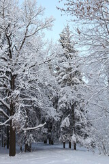 Snow covered forest in winter with big snowy fir-trees in Gatchina park, Saint-Petersburg region, Russia