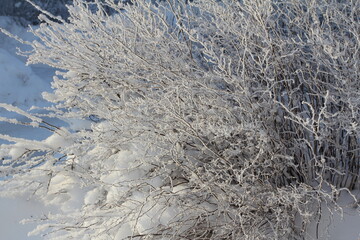 Snow covered forest in winter with big snowy fir-trees in Gatchina park, Saint-Petersburg region, Russia