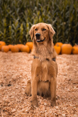 Portrait of young golden retriever puppy dog at Halloween pumpkin patch in autumn
