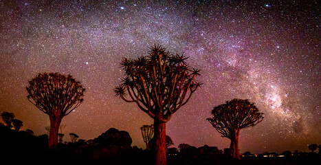 Milchstraße über Köcherbaumwald in Namibia