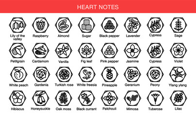 Vector icons aromas heart notes. Heart notes pyramid chart with examples of popular aroma essences. Scent categories are oriental, woody, fresh and floral. Trend  examples of scents. - obrazy, fototapety, plakaty