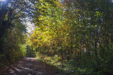 Fototapeta premium Forest of Monte Cavo near lake Nepi castel gandolfo, and lake Albano. The sacred way an ancient Roman road