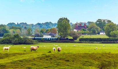 Sheep watching a steam train on the Kent and East Sussex Railway near to Bodiam, Sussex in springtime - obrazy, fototapety, plakaty