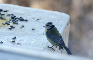 Tit sitting on a bird feeder, sunflower seeds scattered