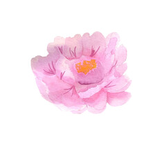 Watercolor illustration. Drawing of a pink peony. Watercolor element for design