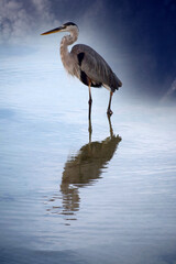 great blue heron on the beach