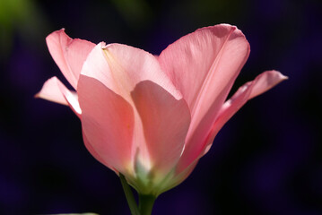 Fototapeta na wymiar Blüte einer Tulpe