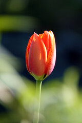 Blüte einer Tulpe